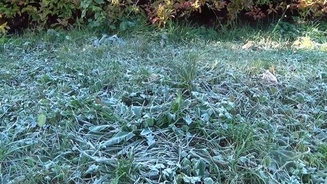 Первые  заморозки
