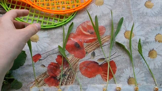 Как прорастить КУКУРУЗУ необычным способом! смотреть онлайн