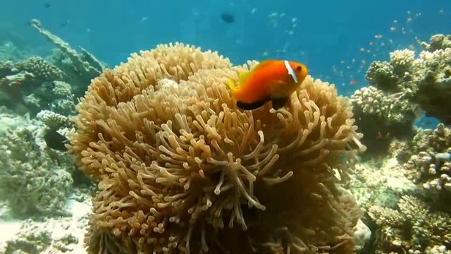 Жизнь на рифе. смотреть онлайн