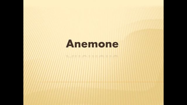 How to pronounce "anemone" in English -Authentic British accent- смотреть онлайн