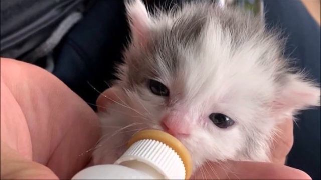 Котёнок помещался на ДВУХ ПАЛЬЦАХ ладони, НО ВЫЖИЛ и стал красавцем