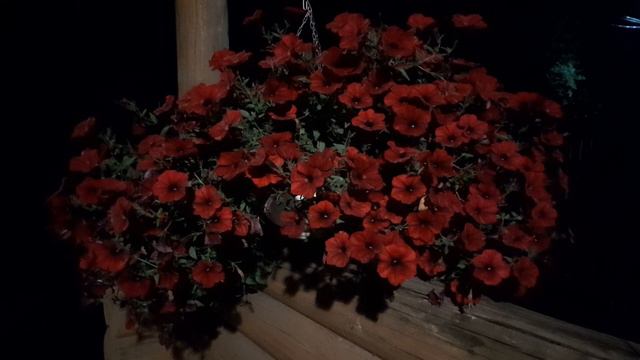 Петуния Тайдал сентябрь Подмосковье. смотреть онлайн