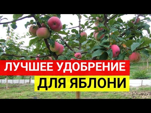 Чем подкормить яблоню для обильного плодоношения