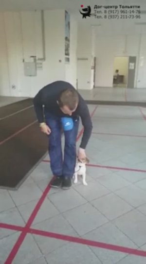 Инструктор Шигаев Роман и джек рассел терьер Джессика. Фрагмент занятия по дрессировке. Тольятти.