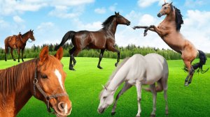 Ржание и скачущая лошадь 
Смешные видео животных