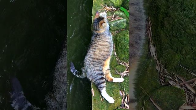 котик в воронцовском дворце Крым