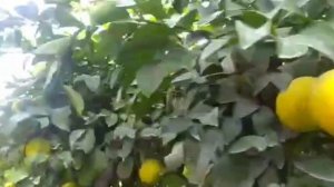 Теплица Лимон ? в районе Джайхун . 28-10-2021 год.