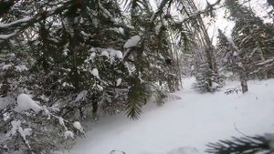 Тайга Патруль 800 SWT