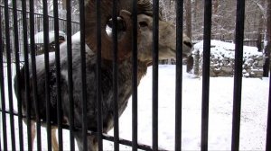 Копытные (китайский горал,  аргали, гималайские тары). 05.01.19 г.