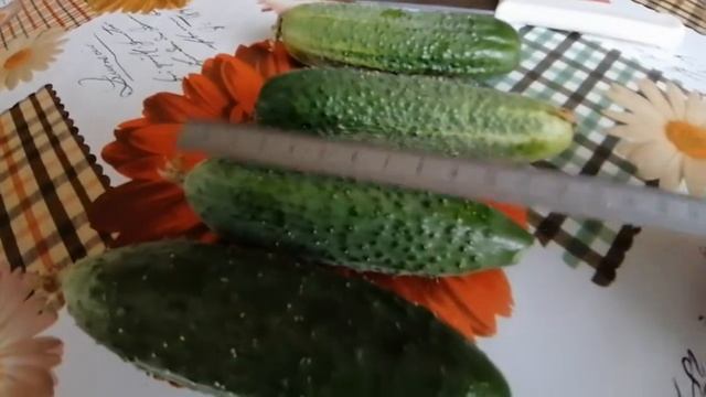 Огурец сибирская гирлянда от уральского дачника. Семена премиум класса. 5 шт. в упаковке. смотреть онлайн