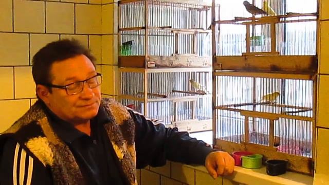 Канарейки, создал 3 пары. смотреть онлайн