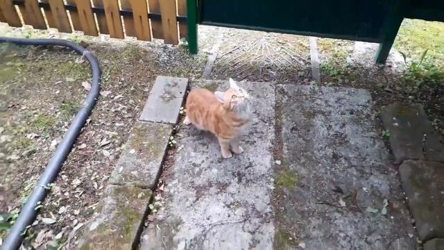 Нафаня на даче/Хозяин уральского леса или нет?))) смотреть онлайн