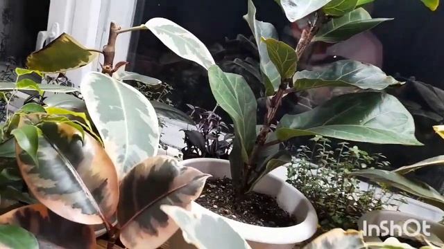 Обзор комнатных растений. Фикусы. смотреть онлайн