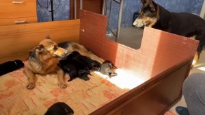 РЕАКЦИЯ ПАПЫ НА 8 ЩЕНКОВ. МАТЬ ЗАЩИЩАЕТ ЩЕНКОВ