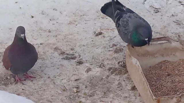 Сизые голуби в нашем дворе прописались. смотреть онлайн