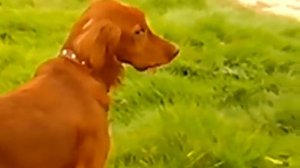 Ирландский сеттер