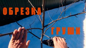 Весенняя обрезка ТРЁХЛЕТНЕЙ ГРУШИ! Сорт Памяти Яковлева