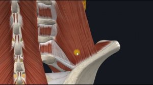 Квадратная мышца поясницы (m.quadratus lumborum) 3D Анатомия