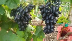 Кишмиш Аватар на вертикальной плоскости.