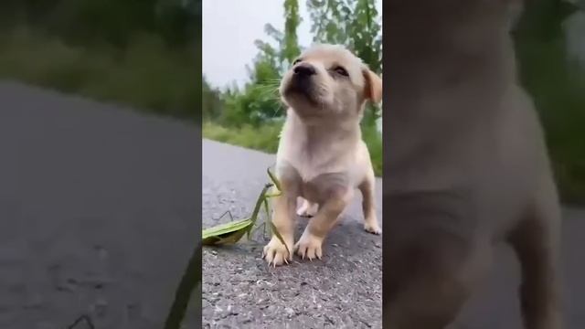 ?Древние египтяне поклонялись богомолам и даже мумифицировали их, как фараонов.

?В некоторых стр..