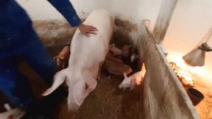 Свиньи свиноматки поросята//вакцина сардосан//краткий розказ  //парвовирус мумификация поросят