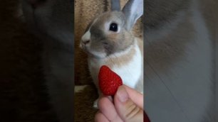 Домашний кролик не любит клубнику