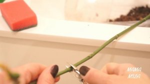 КАК ОБРЕЗАТЬ ЦВЕТОНОС У ОРХИДЕИ