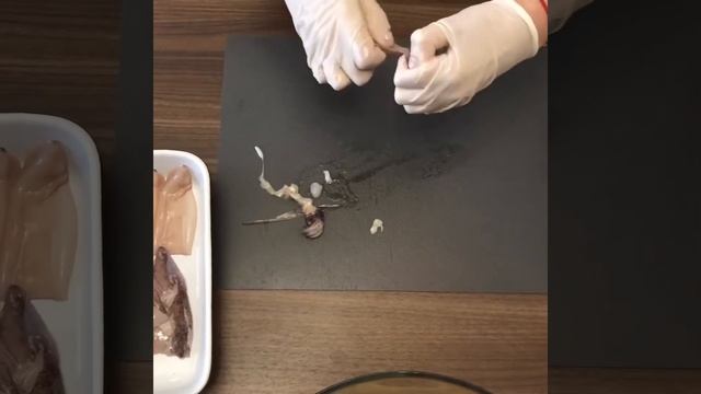 Как почистить кальмары. Как разделать целого кальмара. How to clean calamari?