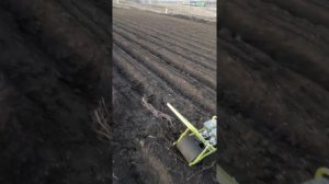 Первый сев моркови