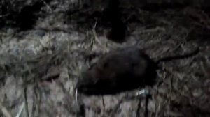 Крысы в сарае