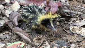 А вы знаете кто это? Тенрек полосатый, самое удивительное существо в мире!