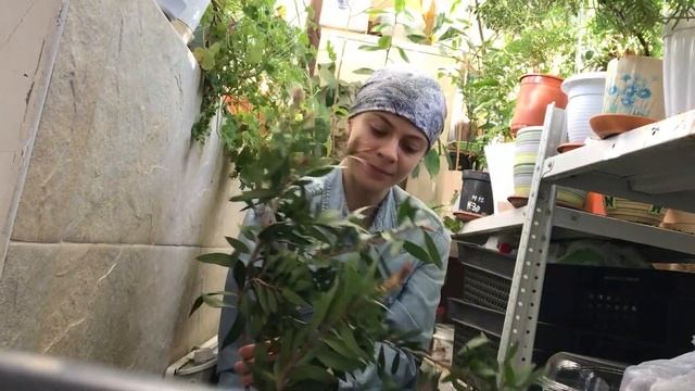 Осенние бутоны Каллистемона. смотреть онлайн