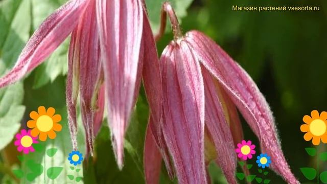 Клематис гибридный Колумелла. Краткий обзор, описание характеристик clematis Columella смотреть онлайн