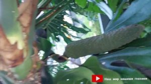 Плоды Монстеры Созрели спустя год