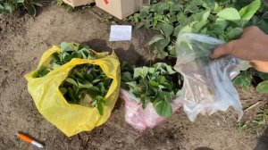 Купить рассаду клубники от производителя Украина