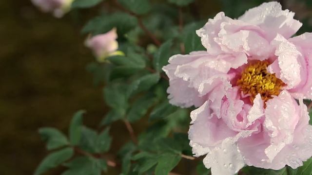 03. Премиум коллекция, "Yoshinogawa" ("Цвет сакуры") смотреть онлайн