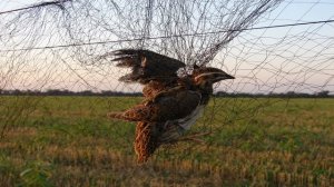 Манок на перепела (бедана)2. Quail decoy 2