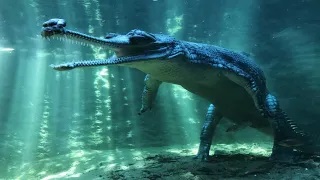 Речной Динозавр-ГАВИАЛ. Древний Крокодил. Гангский Гавиал.