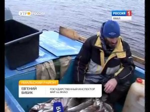 Как на реках Ямала браконьеров ловят