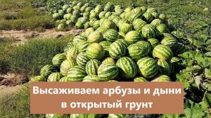 Высаживаем арбузы и дыни в открытый грунт