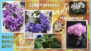 Пасынки у фиалок | Как удалить пасынок | Когда нужно удалять цветоносы