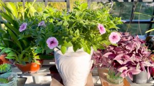 Creative flower Petunia planting ideas. Surprising result