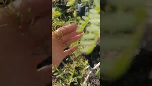 Цезальпиния (CAESALPINIA gilliesii) и австралийская акация из семян 2й год💪😁