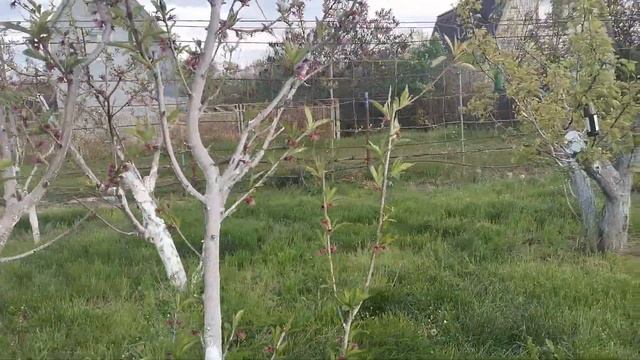 Моніліозу нема - абрикоси будуть, персики теж. смотреть онлайн