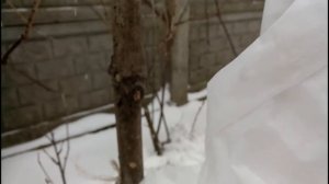 НАДЕЖНОЕ УТЕПЛЕНИЕ АБРИКОСОВ ОТ МОРОЗОВ И ЗАЩИТА ОТ ГРИЗУНОВ.