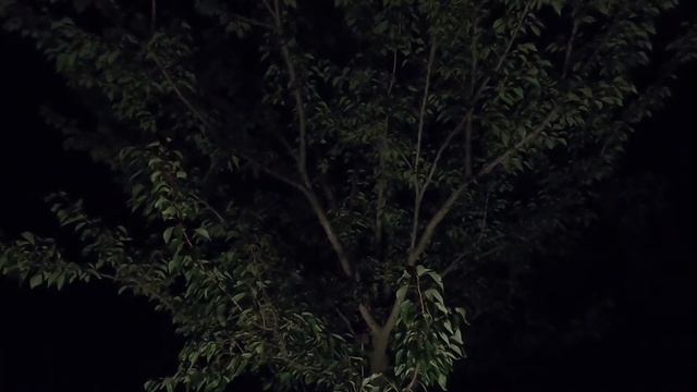 Стрекотание - звук/пение сверчка / сверчок звук | Chirping - the sound / singing of a cricket
