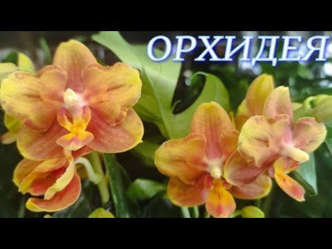 №747/ СВЕЖАЯ поставка ОРХИДЕЙ в маг. ОРХИДЕЯ