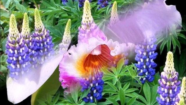 10 САМЫХ НЕПРИХОТЛИВЫХ МНОГОЛЕТНИКОВ