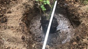 Новый розарий в саду.  Посадка роз с закрытой корневой системой.