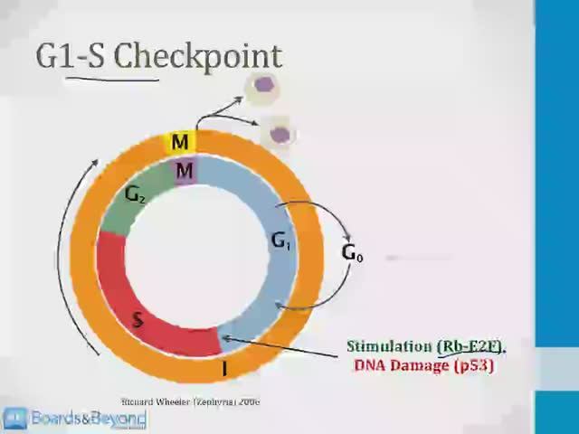 Клеточная биология USMLE - 3. Клеточная биология - 1.Клеточный цикл